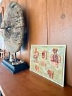 Vintage 1950   s Scientific Doctors 3d Plastic Display Anatomy Chart Prop Italy