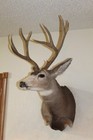Large Mule Deer Head Mount Taxidermy Antler Cape Whitetail Log Cabin Decor