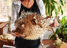 Real Giant Dried Porcupine Fish  20   Taxidermy Decorative Unique W  String