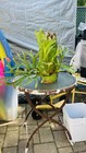 Platycerium Staghorn Kidshkood King  8 Huge Size