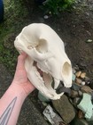 Life Size Black Bear Skull Replica - Realistic Animal Skull   11 Inch Bone White