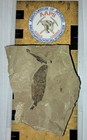 Fossil Leaf   Branch From Douglas Pass  Colorado - Eocene Green River Formation