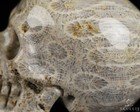 2 0  Coral Fossil Hand Carved Crystal Skull  Realistic  Crystal Healing