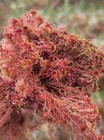 Live Sphagnum Moss From Wisconsin For Terrariums Orchids Carnivorous Plants Etc