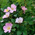 Wholesale   Pink Rose Petals buds Dried Whole-4 Oz  1 2 3 4 5 Lbs