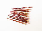 Set Of 12  Tiger Sea Urchin Spines  All Natural Top Quality Wind Chime Coastal