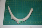 Large Straight Deer Antler Dog Chew  44   Bone Chews Deer Elk Treats Deer 1018