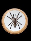 Large Spider Colorful Exotic Tarantula   Mounted Spider Display Decor  Wall Art