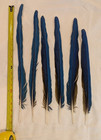 Blue And Gold Macaw Tail Feathers  16 - 21 In Long  6 Feathers  Naturally Molted