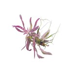 Hygrophila Chai Rare  Live Aquarium Plant  1 Loose Plant