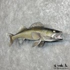  27542 Wc   32  Walleye Taxidermy Fish Mount For Sale