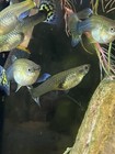 10  5 Pack Female Guppy Live Tropical Freshwater Fish 1 2-1 1 4