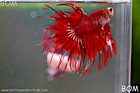Live Betta Male Crown Fantastic Reds Koi    Unique Fish   Bom-a303