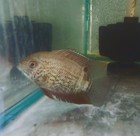 Red Spotted Turquoise Severum 3 0 Inches  heros Efasciatus 