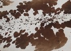 New Cowhide Rugs Area Cow Skin Leather 18 75 Sq feet  54 x50   Cow Hide U-1250