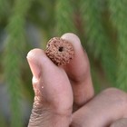 Rudraksha Bead  nepali  Certified 11 Mukhi     Eleven Faced For Power   Success