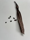 50 Hawaii Koa Haole Seeds Leucaena Livestock Fodder Nitrogen Fixing Organic
