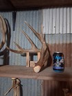 Canadian Chocolate Whitetail Antler Shed