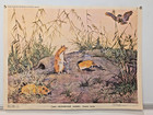 Save Nature Poster     Wild Nature Animals     Rare Soviet Green Party Poster 1984
