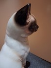 Siamese Cat   From Germany
