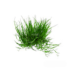 Dwarf Hairgrass   Aquarium Plants Factory  