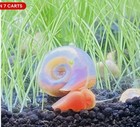 Pink   Red Mix Ramshorn Live Snails Freshwater Aquarium Pond Snail