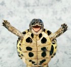 Real Turtle Taxidermy- Happy Happy Turtle