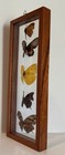 5 Real Butterfly Collection Mounted  Double Glass Frame Wall Decor 12 5   