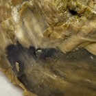 Washington Petrified Wood Specimen Black Lapidary 7 Lbs 15 4 Oz Rough