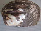 Lot Of 20 Fifty Year Old Stock Mother Of Pearl Unpolished Mussel Shells 4 Pound