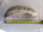 Artek Nwt Scrimshaw Whale Tooth  a View Of Nantucket  Mass  1853  W  Stand 8 