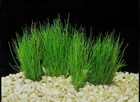 Eleocharis Pusilla Dwarf Hairgrass Potted Freshwater Aquarium Plant  buy 2  Get 