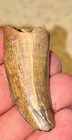 Choice 1 3 4  Daspletosaurus Torosus Tyrannosaur Dinosaur Tooth Fossil Tooth 