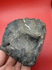 Dugong Skull Cap Fossil - Rare Skull Element Fossil Dugong Megalodon Era