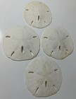 Sand Dollar Lot  4  Crafting Supplies Beach  Ocean 2   - 2 3 8   