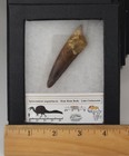 Spinosaurus Dinosaur Tooth Fossil  generic  W riker - Black Friday Gift Special