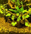 Live Aquarium Plant Bundle     Creeping  Floating  Background  Stem  Filler Plants