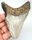 Megalodon Shark Tooth - Real Fossil 3 44  - Shark Teeth No Repairs Authentic Meg