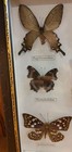 Framed Butterfly Taxidermy Collection Shadow Box Butterflies From Se Asia 