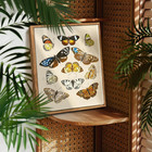 Vintage Framed Wall Art  Retro Butterfly Aesthetic Art Prints  Brown Moth Nature