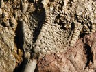 Larger  430 Million Year Old  Crinoid Fossil Or Sea Lily Fossil Morocco 601gr
