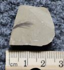 Superbly Detailed Fossil Bird Feather Green River Fm  Parachute Creek  Co