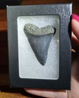 Huge Top Quality Rare Prehistoric Great White Shark Tooth Fossil Not Megalodon 