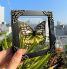 Yellow Butterfly Deep Display Shadow Box Real Insect Taxidermy Art Home Decor