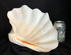 Very Rare 13x10x4 Inch Rare Giant Clam Shell Tridacna Gigas Derasa