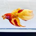 Us Seller  new  Rare Male L Candy Nemo          Veiltail Betta Imported Frm Thailand