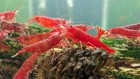 10 2 Bloody Mary - Freshwater Neocaridina Aquarium Shrimp 100  Live Guarantee