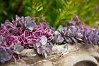 Supermoss 27035 Spanish Moss Preserved Dusty Rose 10lbs