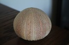 Vintage Ben Rickert Sea Urchin Pomander Real Natural Shell Large 4   