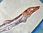 Excellent 19cm Prionolepis Catzphyactus   6cm Teleosti  Upper Cretaceous Lebanon
